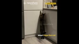 Smart Cat Figures Out How to Get Food