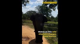 Elephant Charges at Tourists