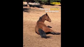 World's Longest Horse Fart