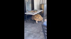 Sulcata Tortoise Chases Ball in Backyard