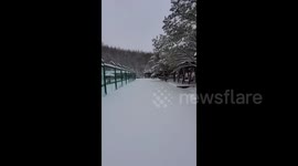 Panda Plays in the Snow in Harbin, China