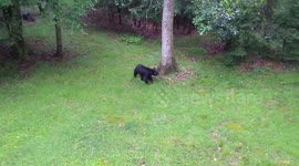 Concerned Man Begs Black Bear To Stop Climbing