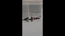 Police officer rescues numb woman drowning in frozen lake in northwest China