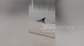 Police officer crawls across frozen lake to rescue woman who fell into the water