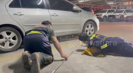 Massive monitor lizard dragged out from under car