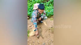 Kind forest ranger places fallen Malayan flying lemur back on tree
