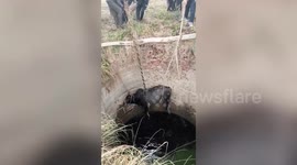 Bull rescued after it fell into well in northern India
