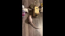 Rats Unwrap Christmas Gifts