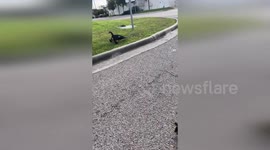 Officers Rescue Ducklings Stuck in Storm Drain in League City, USA