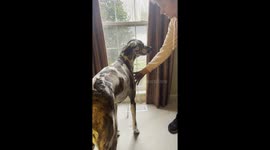 Great Dane Chatters Teeth Before Doctor Visit