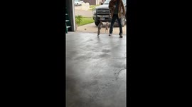 Disabled Dogs Play With Energetic Puppy