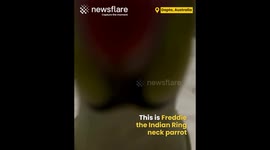 Meet the Most Affectionate Parrot Ever!