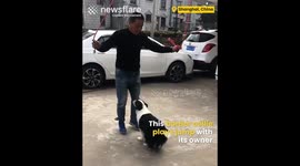 Talented Skipping Dog