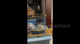 Man Barbecues Using Dog's Cage as Grill in Chengdu, China