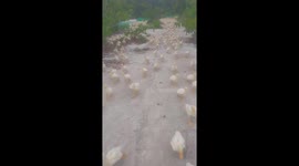 The leader duck goes last to protect and guide the injured duck and the flock of 3,000 ducks to leave the farm
