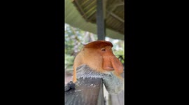 Bekantan, Probocscis Monkey, Big Noses, Endemic Animals of Kalimantan Island