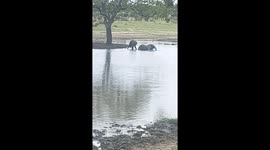 Elephant kicks his friend in dam in Kruger National Park whilst bathing.
