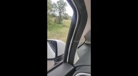 Lioness slowly walks past open window I'm Kruger National Park
