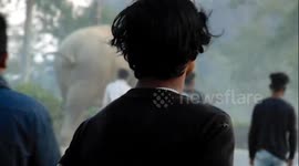 Elephant chases away locals on road in Leteku vilage, India