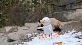 Giant Panda Haoqi Plays With Snowman at Chongqing Zoo in China
