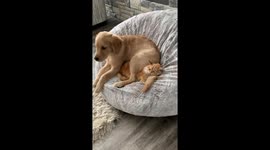 Dog Has No Respect for Cat's Personal Space