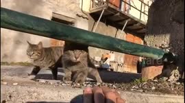 Man begins playing with two cats when suddenly a big family of ten more cats is coming.