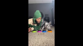 Dog Doesn't Miss Her Puppy Daddy