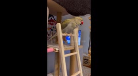 This Parrot Would Rather Stay Inside Today