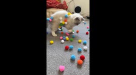 Adorable Kitten Plays With Pom Poms