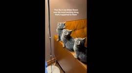 Adorable Trio of Kittens Transfixed by Fly