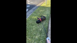French Bulldog Refuses to Cooperate On Walk
