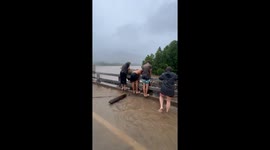 Cows Saved From Cyclone Flooding