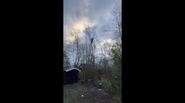 Arborist has fun in tall small trees and swinging around