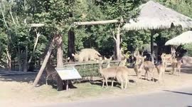 Zookeepers prepare cold-proof shelters for animals as temperature drops in Thailand