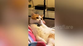 Cat looks way too comfortable sitting on sofa