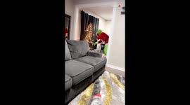 The Grinch in regret after trying to steal Christmas Tree from the wrong house