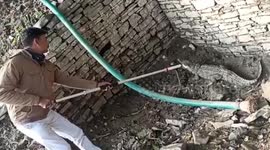 Crocodile captured after being spotted near temple in central India