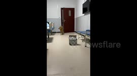 Dog comes to hospital to visit his sick owner in Chongqing, China