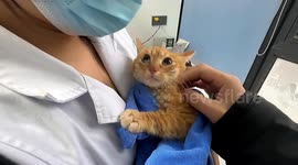 Good samaritans save cat trapped in high-rise drainpipe plunge in China