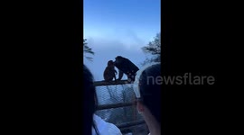 Macaques' public display of affection leaves spectators in awe