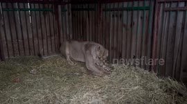 During today's attack at the Kiev Animal Rescue Center, lioness Yuna received a serious concussion and lost coordination. One of the rocket fragments fell 300 meters from her enclosure. Now Yuna is under the supervision of doctors and undergoing treatment