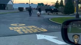 Police Corral Pig Causing Chaos at McDonald's Drive-Thru in Enon, USA