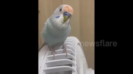 Parrot Mimics Owner’s Sniffling Sounds in Guangzhou, China