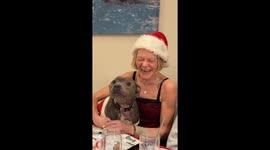 Staffordshire Bull Terrier Enthusiastically Recites Reindeer Names