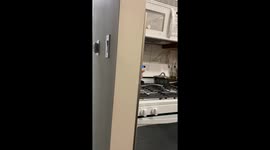 Sphinx Cat Wants to Help With Dinner