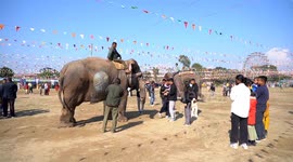 Dozens of elephants attend beauty peagant at 17th chitwan elephant and tourism festival in Nepal