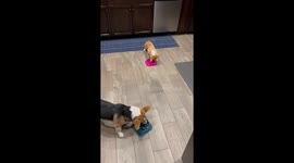 Corgi Masters Slow Feeder With Spin Maneuver