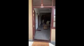Viral video of an elephant get in to the hotel Sri Lanka