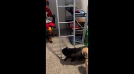Cat Climbs Ladder Like A Human