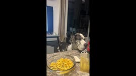 Great Dane Makes Music With Her Wagging Tail